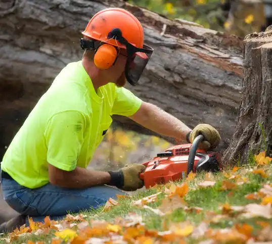 tree services Clinton